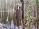 Kirjolohi 1,22 kg