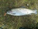 Kirjolohi 1,34 kg