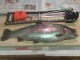 Kirjolohi 1,17 kg