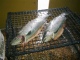 Kirjolohi 3,43 kg