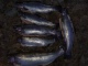 Kirjolohi 13,00 kg