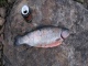 Kirjolohi 1,09 kg