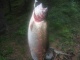 Kirjolohi 1,16 kg