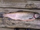 Kirjolohi 1,40 kg