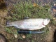 Kirjolohi 1,30 kg
