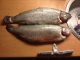 Kirjolohi 2,60 kg