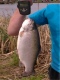 Kirjolohi 1,11 kg