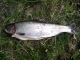 Kirjolohi 1,13 kg