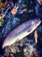Kirjolohi 750 g