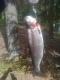 Kirjolohi 1,12 kg