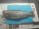Kirjolohi 1,51 kg