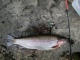 Kirjolohi 1,10 kg