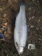 Kirjolohi 1,40 kg