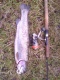 Kirjolohi 1,30 kg