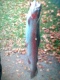 Kirjolohi 1,34 kg