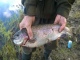 Kirjolohi 1,58 kg