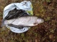 Kirjolohi 1,35 kg