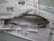 Kirjolohi 1,89 kg
