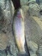 Kirjolohi 800 g