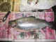 Kirjolohi 970 g