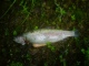 Kirjolohi 1,50 kg