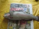 Kirjolohi 1,06 kg