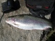 Kirjolohi 1,32 kg