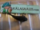 Kivisimppu 3 g