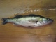 Kuha 770 g