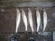 Kuha 2,25 kg