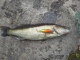Kuha 1,68 kg