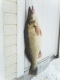 Kuha 9,08 kg