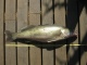 Kuha 5,30 kg