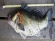 Kuha 5,10 kg
