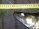 Kuha 2,80 kg