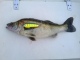 Kuha 2,05 kg