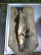 Kuha 1,30 kg