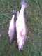 Kuha 7,10 kg