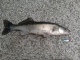Kuha 750 g
