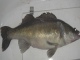 Kuha 3,80 kg