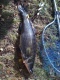 Kuha 3,50 kg