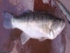 Kuha 570 g