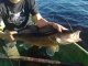 Kuha 3,00 kg