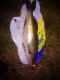 Kuha 2,47 kg