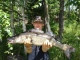 Kuha 2,14 kg