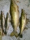 Kuha 6,20 kg