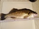 Kuha 1,24 kg