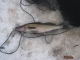 Kuha 2,30 kg