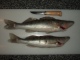 Kuha 1,28 kg