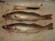Kuha 1,10 kg